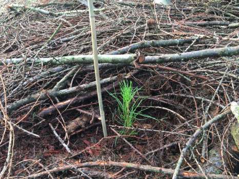 A baby Scots pine
