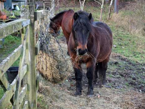 Quince tucking into his herb-rich hay with Rose behind