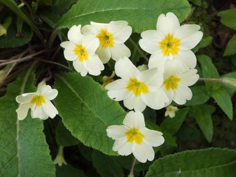 The primrose, 'Primula vulgaris', harbinger of spring