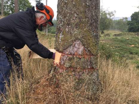 Gary peeling back the bark on a larch