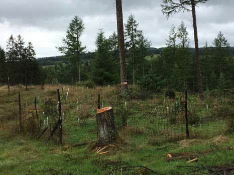 A ring-barked tree in the centre of a planting enclosure