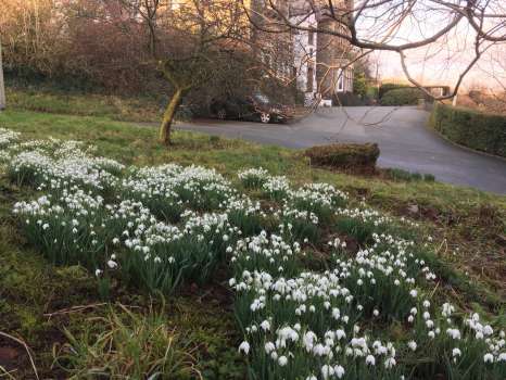 Snowdrops under the dawn redwood