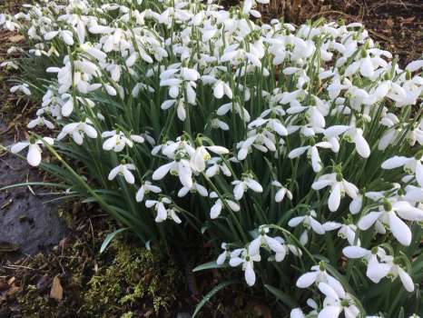 Galanthus elwesii, a large-flowered and scented snowdrop beloved of the bees