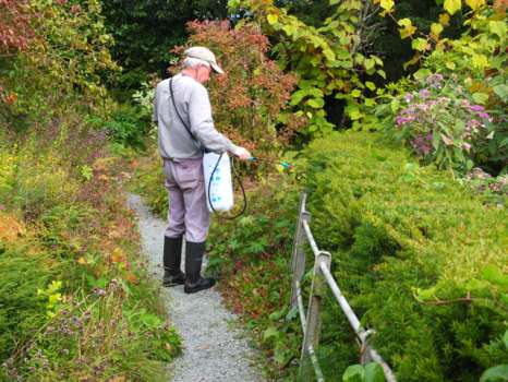 Spraying Grazers on yew hedge