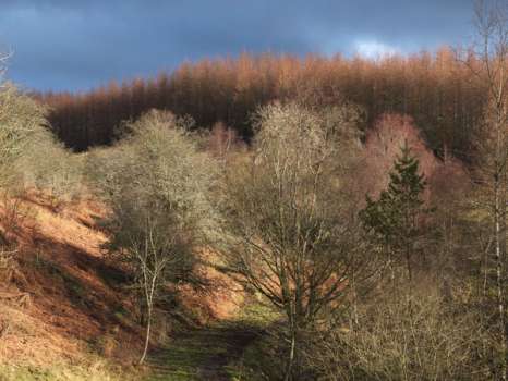 Morning sunlight filters through trees by the tarn