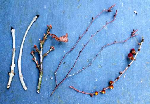 Left to right - twigs of ash, oak, birch and larch
