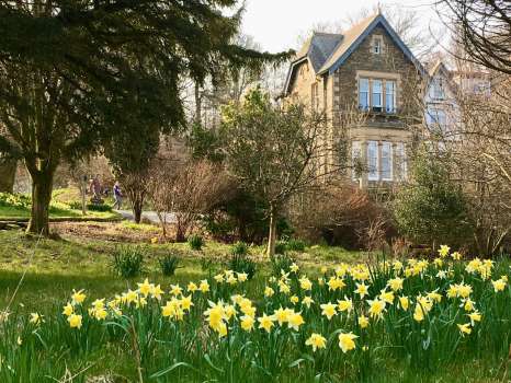 Native daffodils self seeding on the front lawn