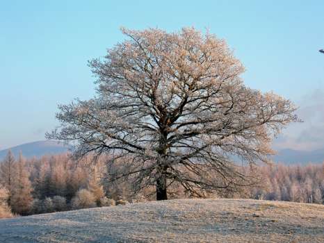 A lovely sentinel oak in High Field decked out in winter frost